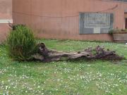 Cimitero Acattolico 012